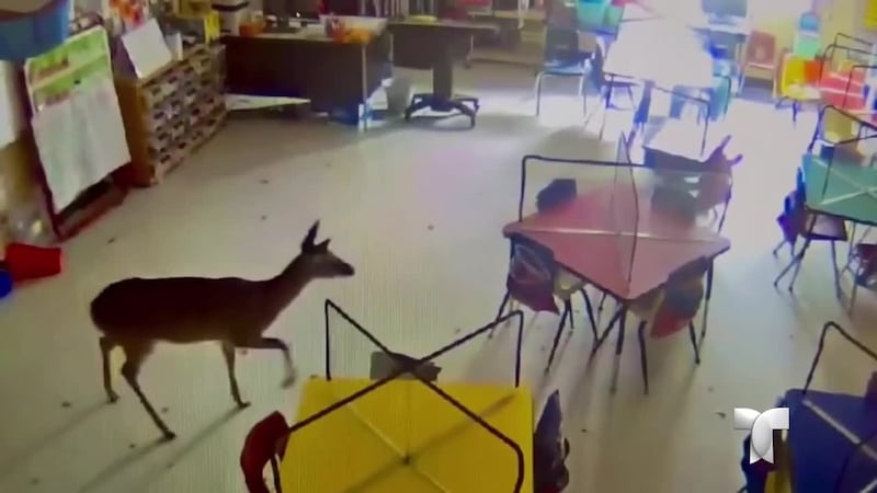 En el video se puede ver cómo entra violentamente por la ventana y luego intenta...