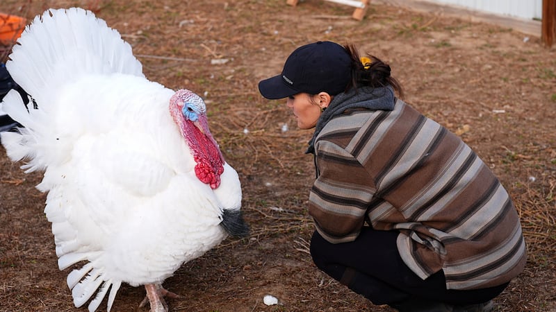 Kelly Nix, directora ejecutiva del Santuario para Animales Luvin Arms, junto a un pavo de...