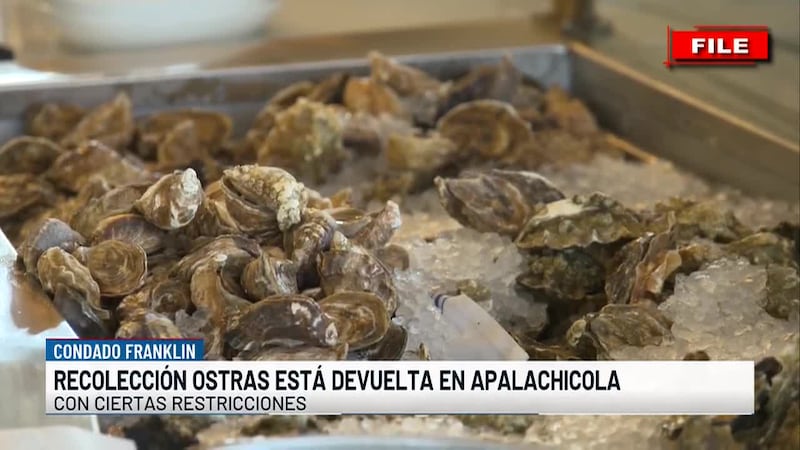 Bahía de Apalachicola reabre para recolección de ostras, mes del Alzheimer: noticias de la semana